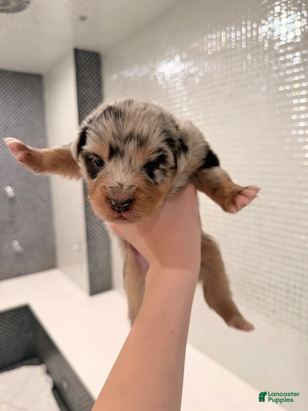 Australian Shepherd dogs for sale: Lady - Ad 3