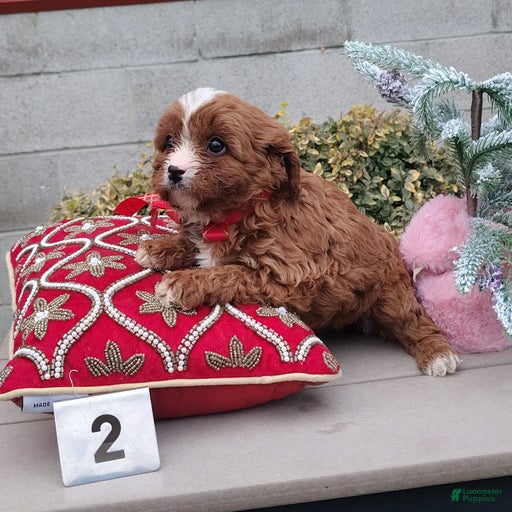 Gallery Image {{count}}