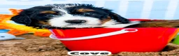 Bernedoodle dogs for sale: Cove - Ad 11