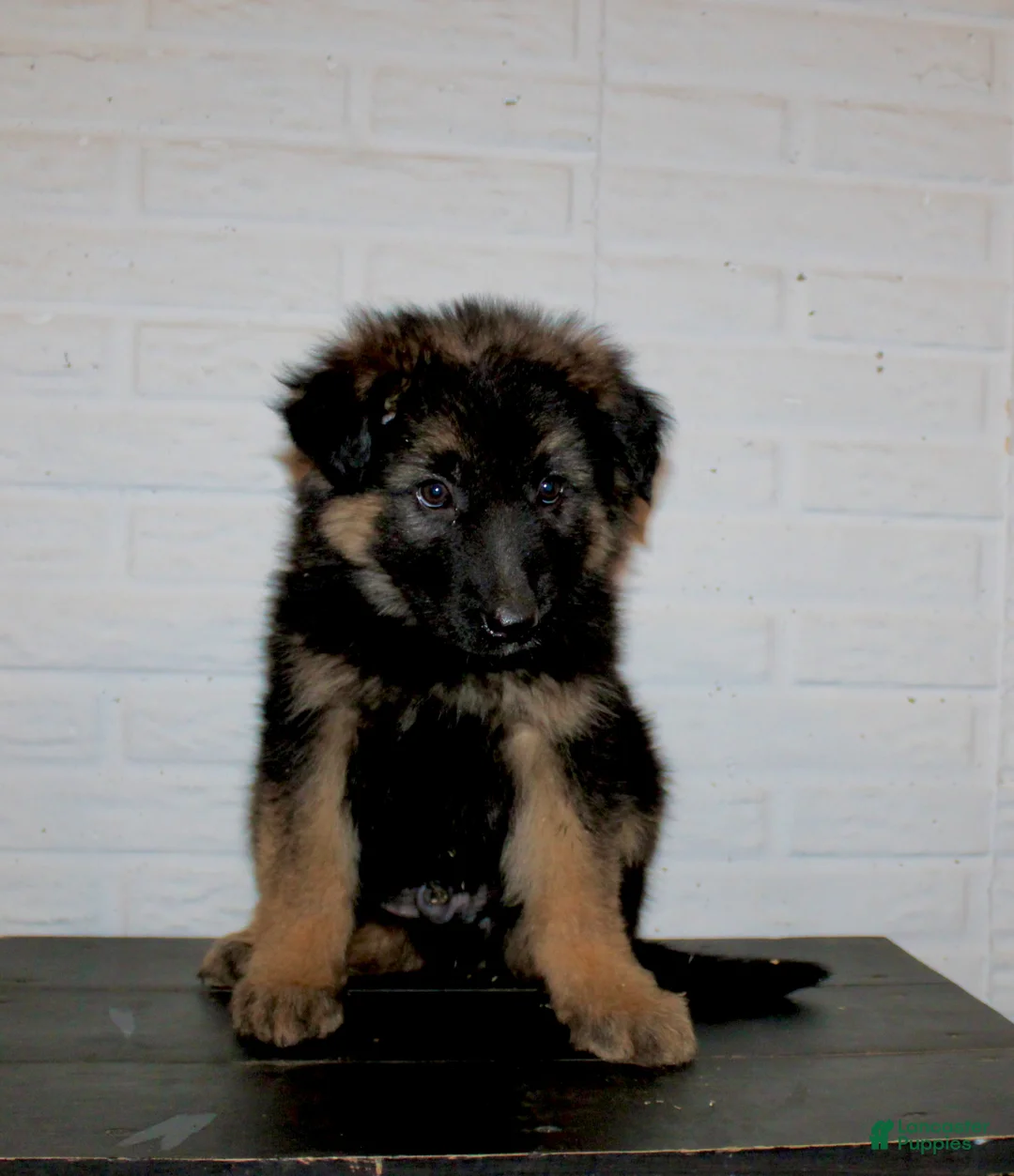 German Shepherd dogs for sale: Teton - Ad 8