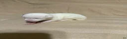 Mixed Breed dogs for sale: Oscar  - Ad 4