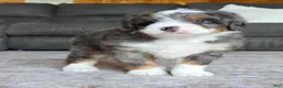 Mini Bernedoodle dogs for sale: Mini Louie - Ad 14