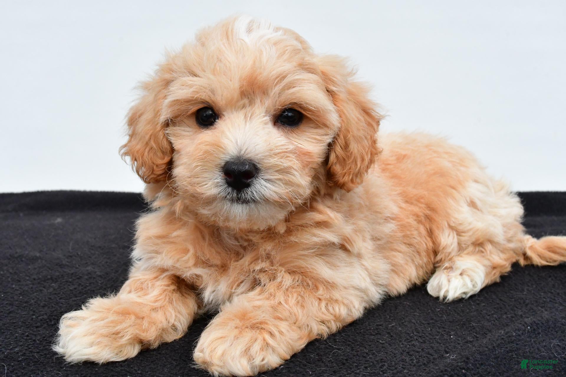 Maltipoo dogs Benny - Ad 1