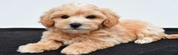 Maltipoo dogs for sale: Benny - Ad 1