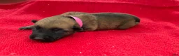 Belgian Malinois dogs for sale: Pink female  - Ad 8