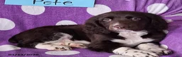 English Springer Spaniel dogs for sale: Pete - Ad 6
