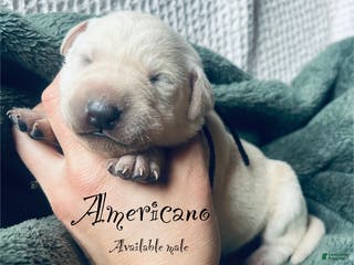 Labrador Retriever dogs Americano - Ad 36