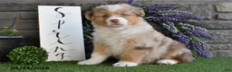 Australian Shepherd dogs for sale: Bingo - Ad 5