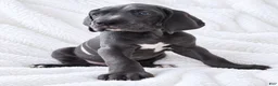Great Dane dogs for sale: Carver  - Ad 3