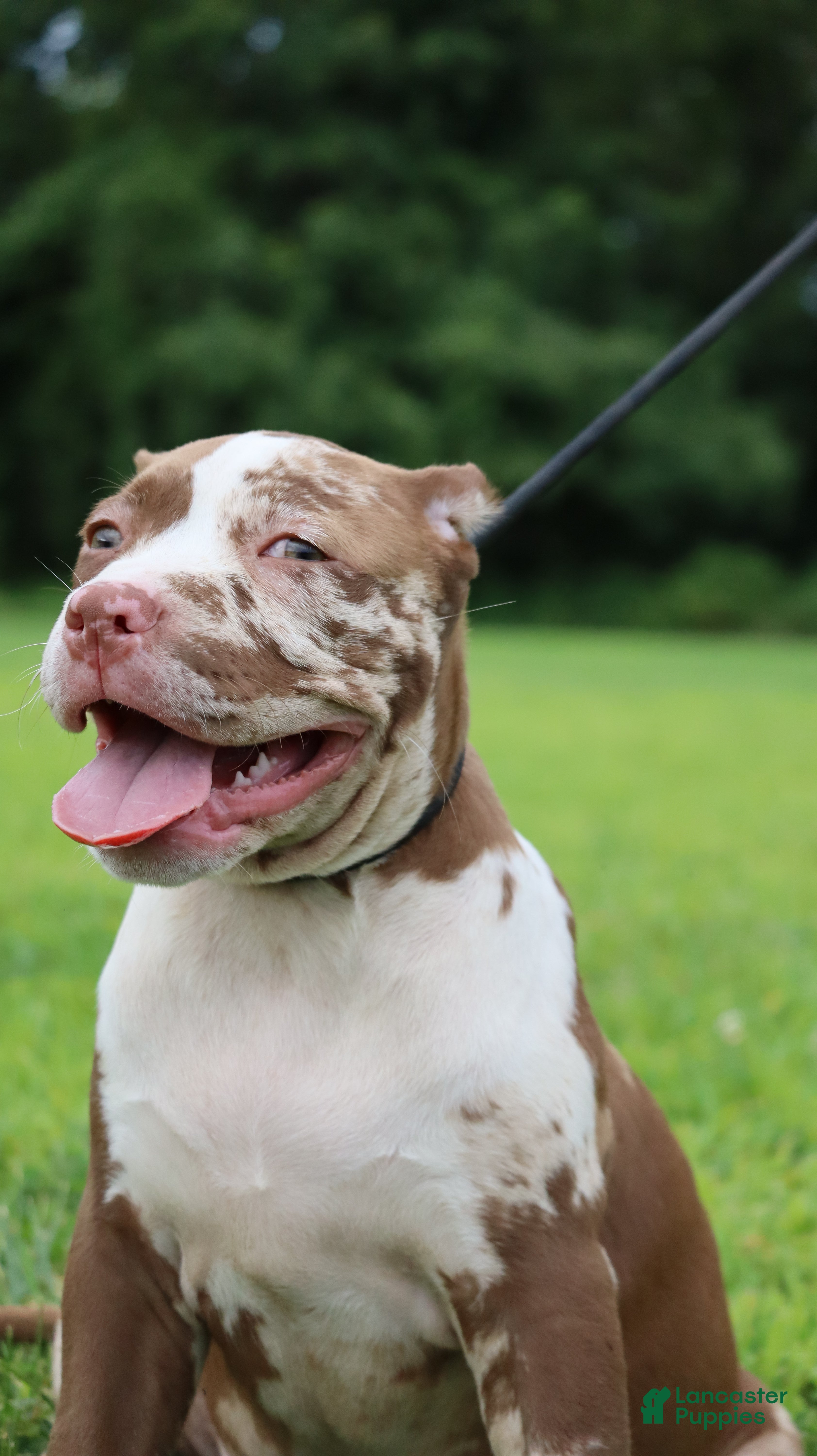American Bully dogs for sale: Polaris - Ad 1