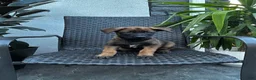 Belgian Malinois dogs for sale: Corina - Ad 3