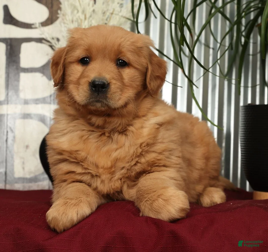 Golden Retriever dogs for sale: Addie - Ad 5