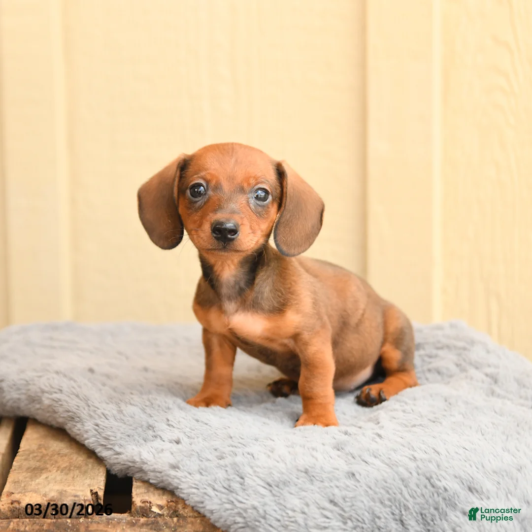 Miniature Dachshund dogs for sale: Frankie  - Ad 2