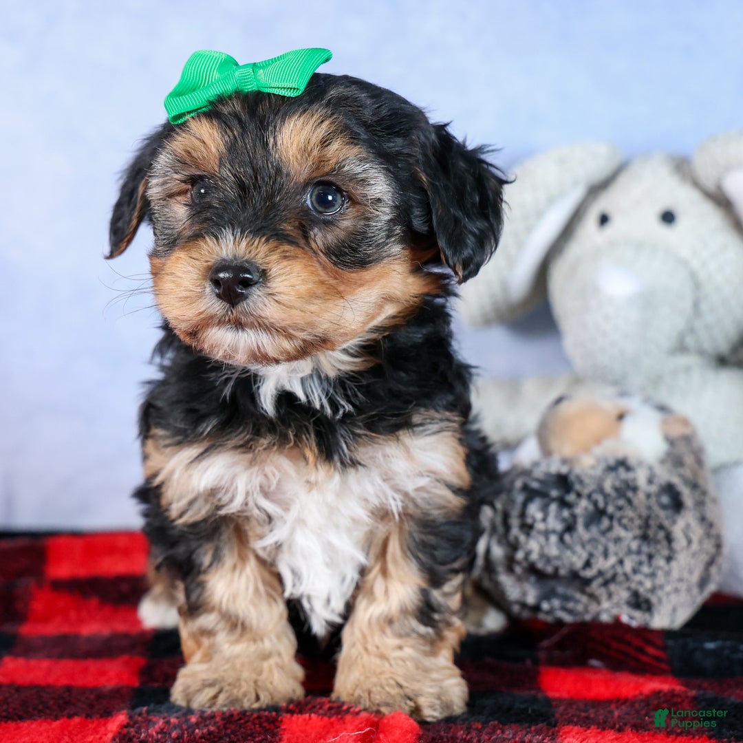 Yochon dogs for sale: MAX - Ad 10