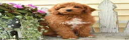 Aussiedoodle dogs for sale: Rusty - Ad 3