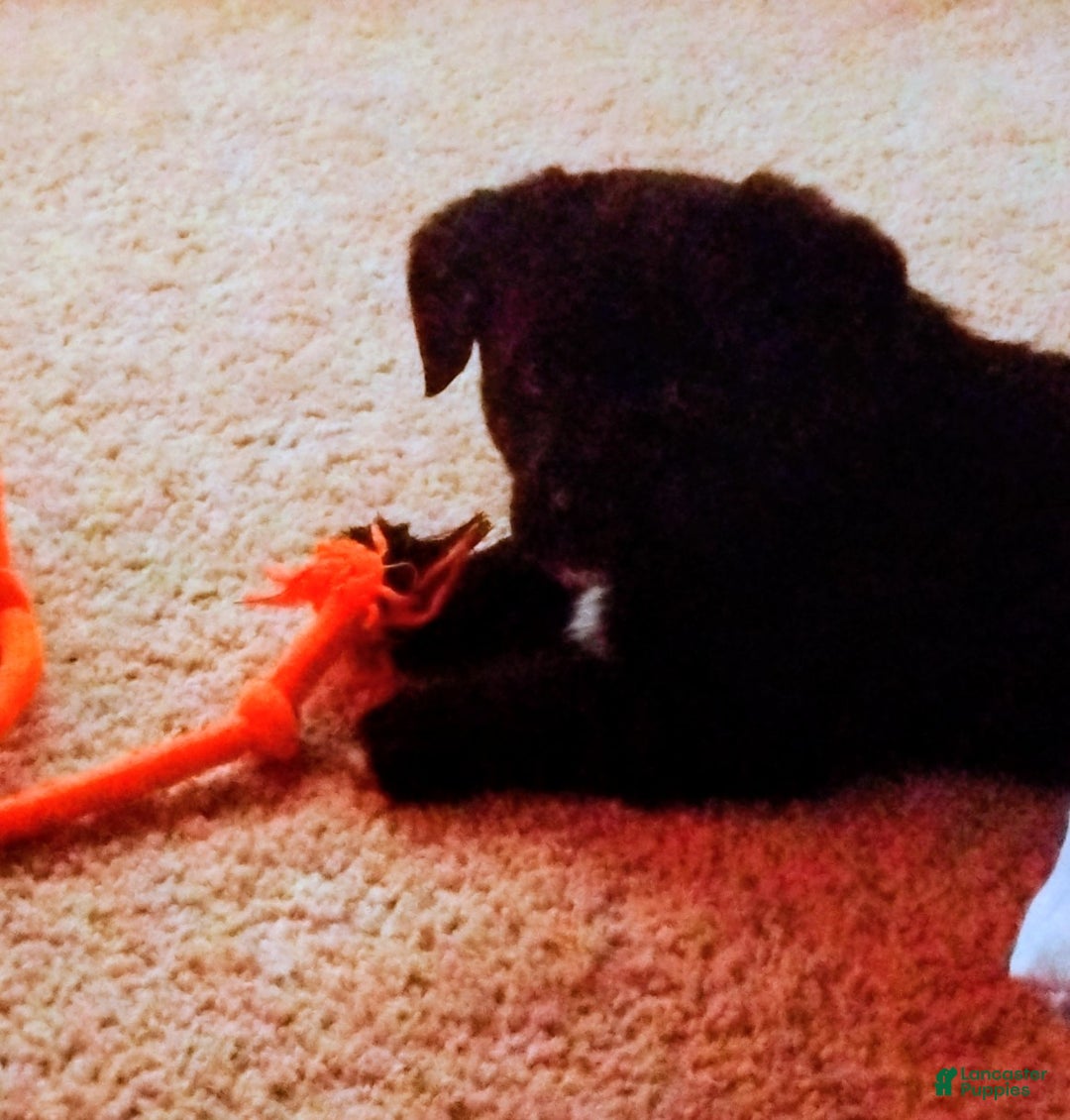 Mixed Breed dogs for sale: Mixed Breed Puppy 4 - Ad 4