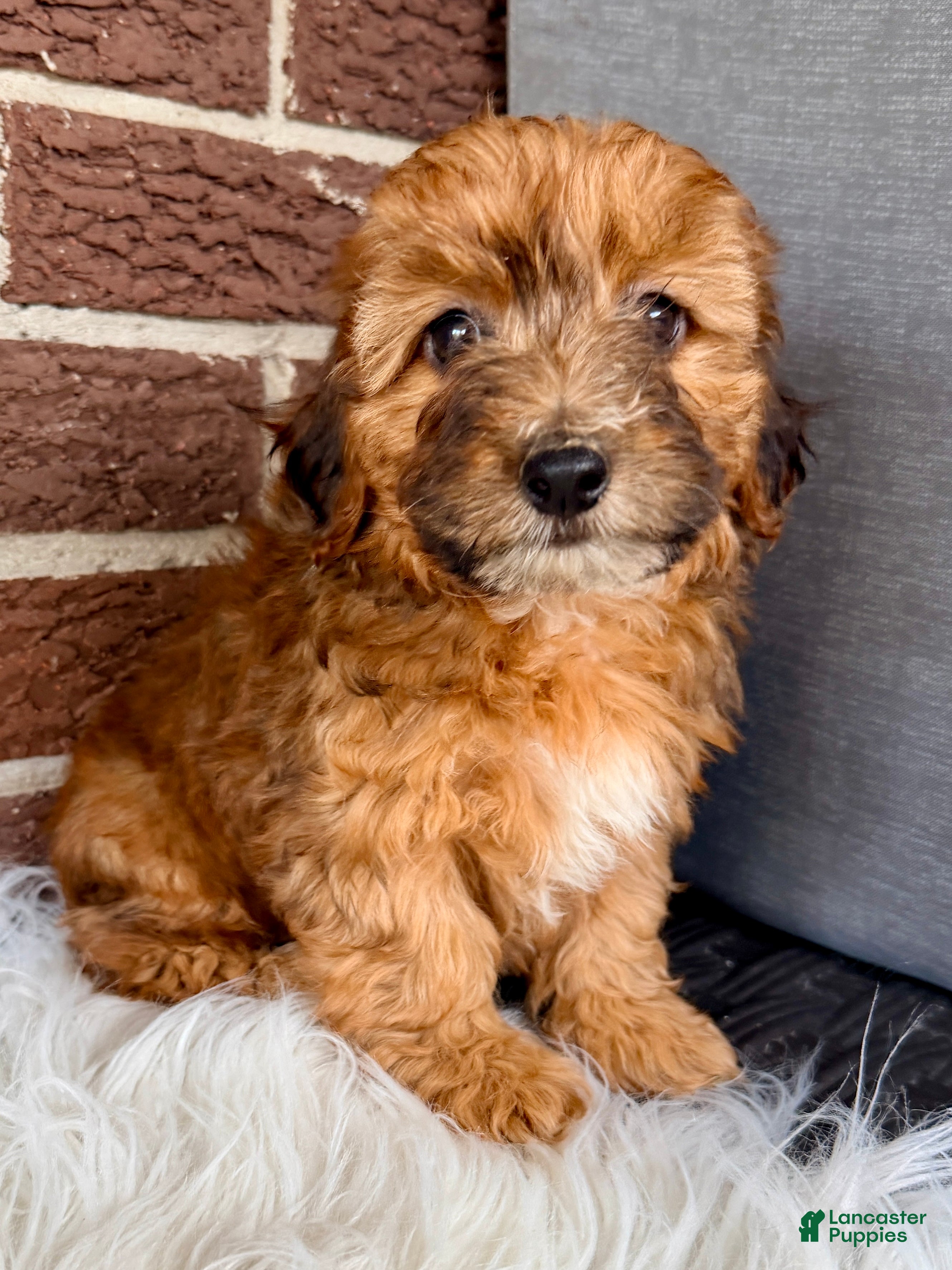 Yorkiepoo dogs Bentley - Ad 2