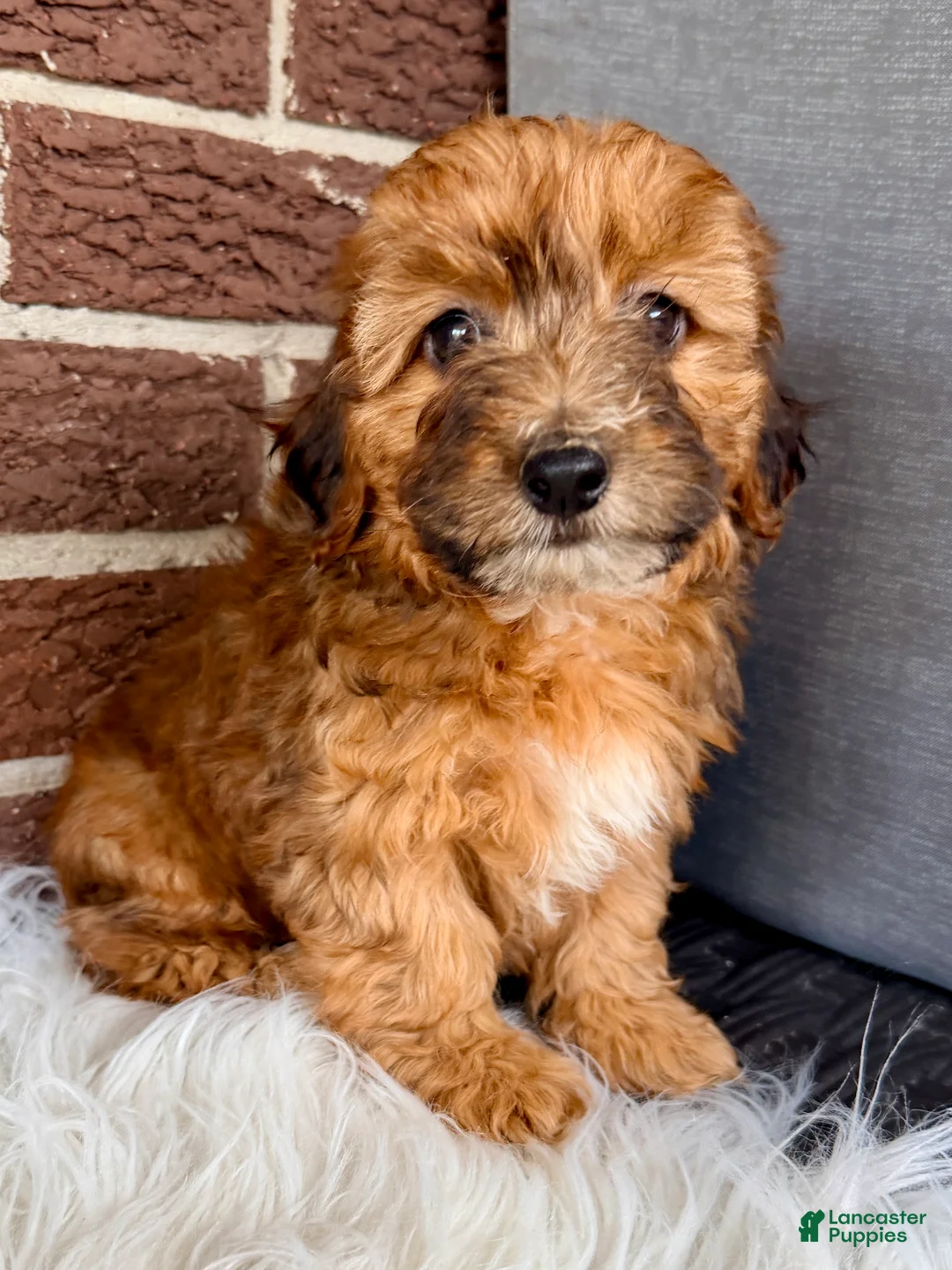 Yorkiepoo dogs for sale: Bentley - Ad 2