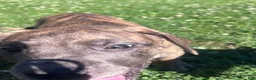 Great Dane dogs for sale: Pink - Ad 2