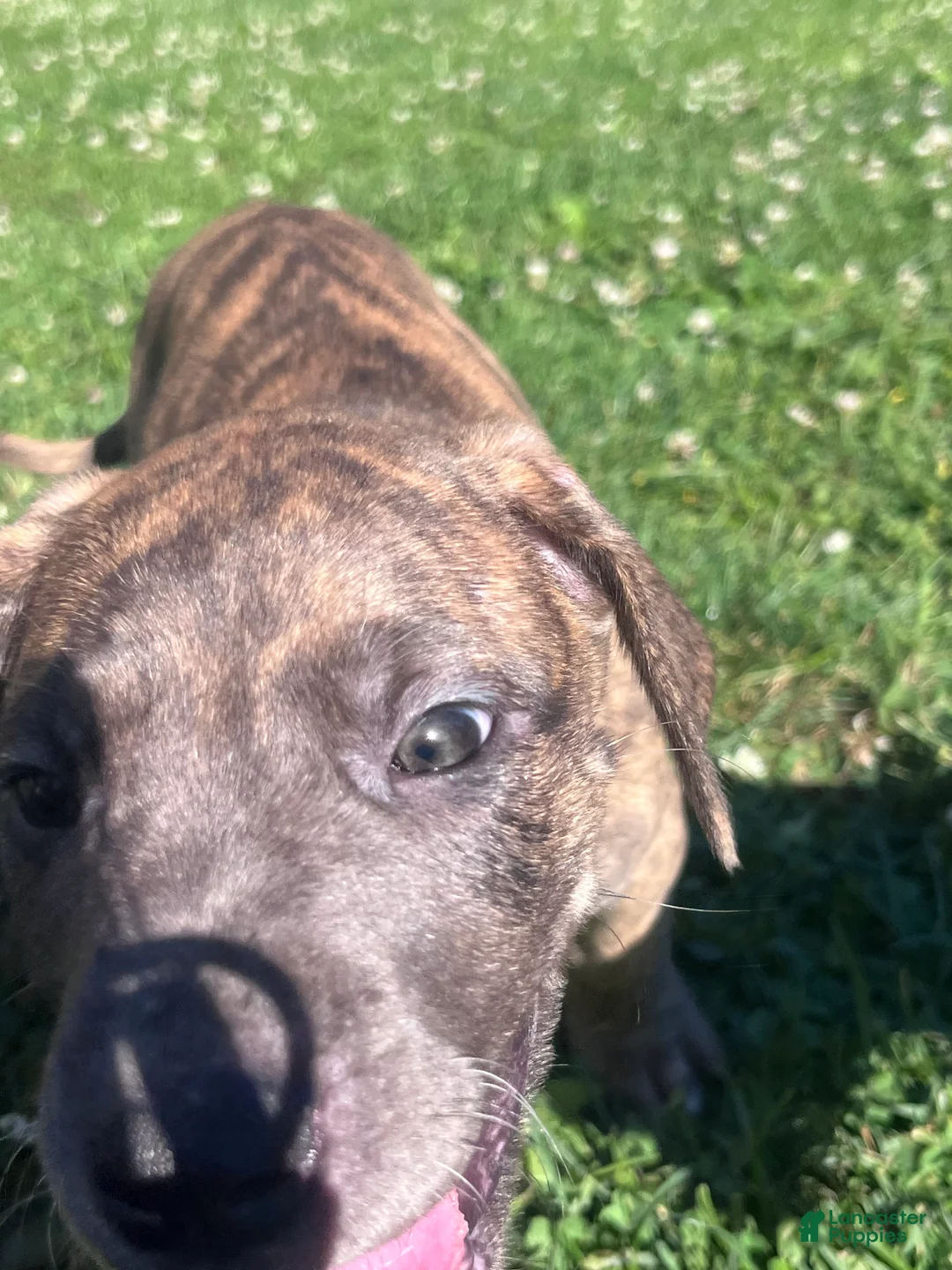 Great Dane dogs for sale: Pink - Ad 2