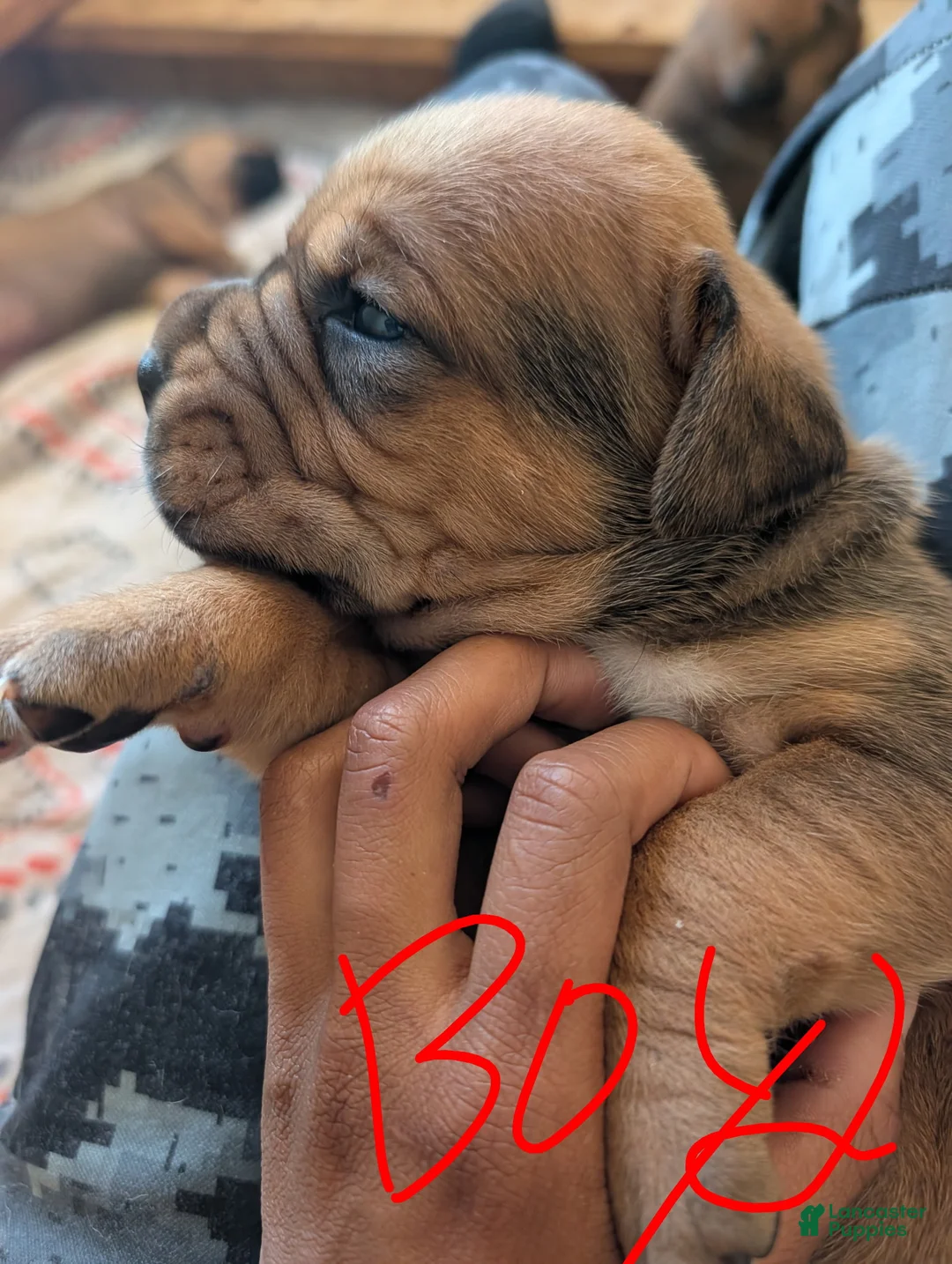 Cane Corso dogs for sale: Cane Corso Puppy 2 - Ad 1