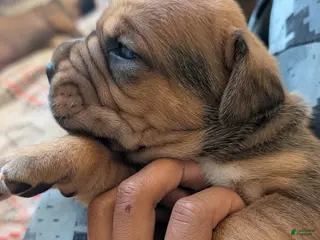 Cane Corso dogs for sale: Cane Corso Puppy 2 - Ad 2