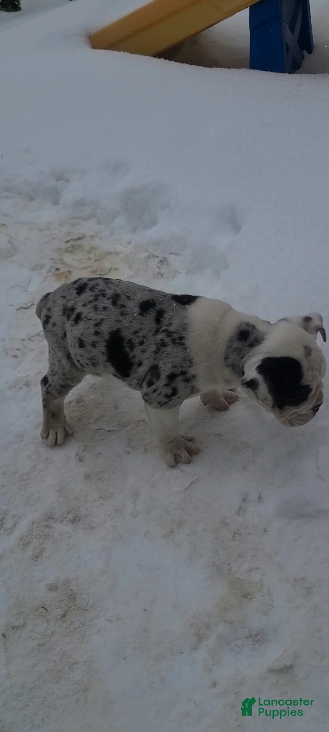 Olde English Bulldogge dogs for sale: Olde English Bulldogge Puppy 1 - Ad 3