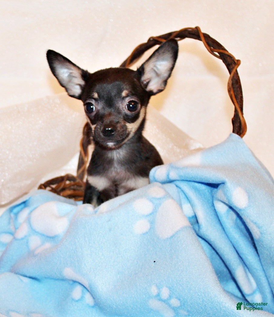 Chihuahua dogs Egypt - Ad 1