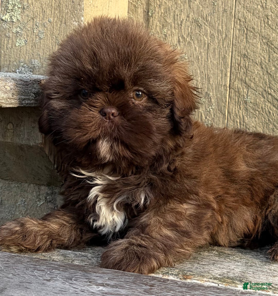 Shih Tzu dogs for sale: 💚 IN BOSTON MASSACHUSETTS AREA 💚 PUREBRED CHOCOLATE SHIH TZU 💚 ESTIMATED ADULT SIZE 10-12 LBS 💚 - Ad 3