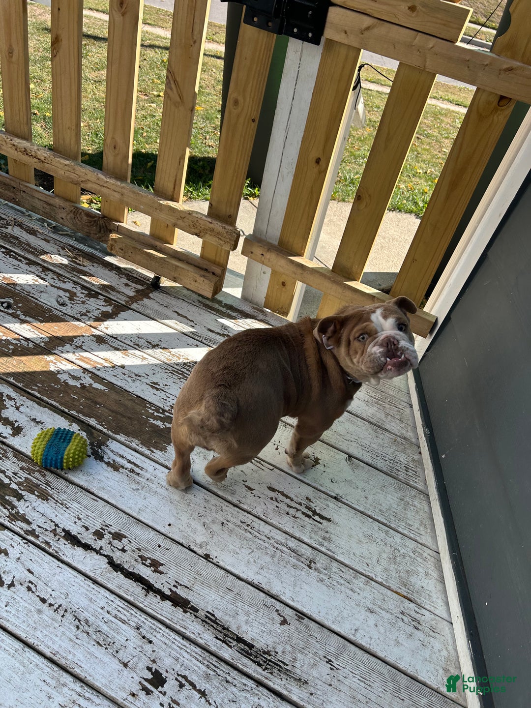 English Bulldog dogs for sale: Gucci  - Ad 3