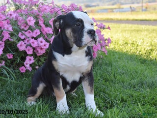 Olde English Bulldogge dogs - Ad 8