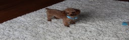 Cavapoochon dogs for sale: Milo - Ad 14