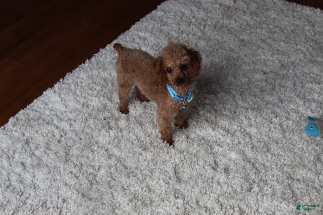 Cavapoochon dogs for sale: Milo - Ad 14