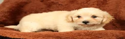 Maltipoo dogs for sale: Charlie - Ad 4
