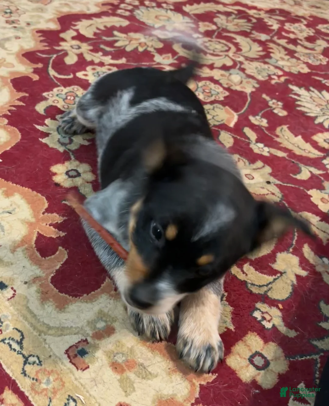 Australian Cattle Dog dogs for sale: Jigsaw - Ad 7