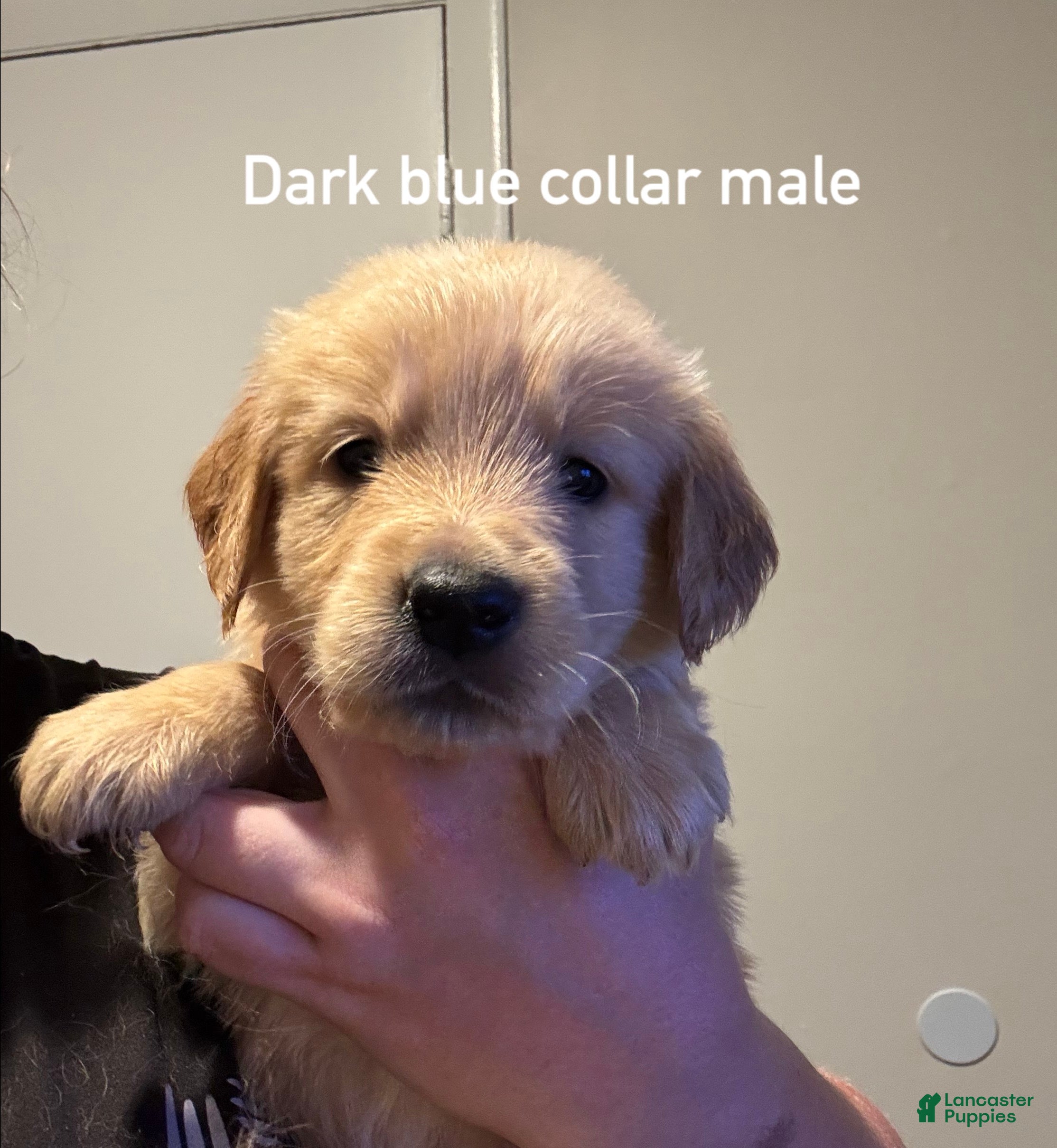 Golden Retriever dogs Dark blue collar Golden Retriever 3 - Ad 29