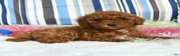 Miniature Poodle dogs for sale: Candy - Ad 3