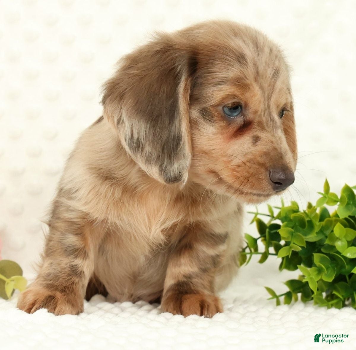 Miniature Dachshund dogs for sale: Silas - Ad 5