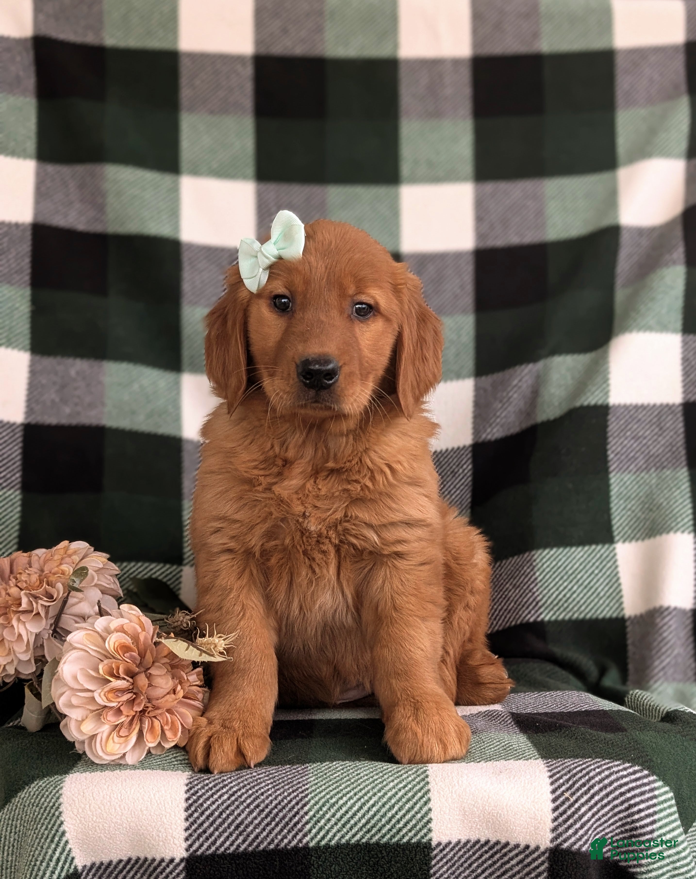 Golden Retriever dogs Egypt - Ad 2