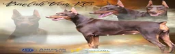 Doberman Pinscher dogs for sale: Doberman Pinscher Puppy 1 - Ad 2