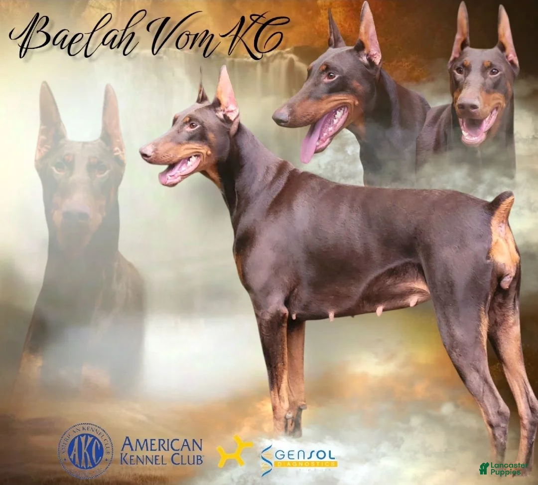 Doberman Pinscher dogs for sale: Doberman Pinscher Puppy 1 - Ad 2