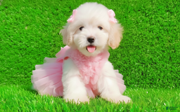 Maltipoo dogs for sale: FEMALE - Image 5