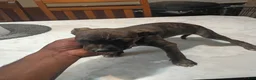 American Pit Bull Terrier dogs for sale: American Pit Bull Terrier 4 - Ad 2