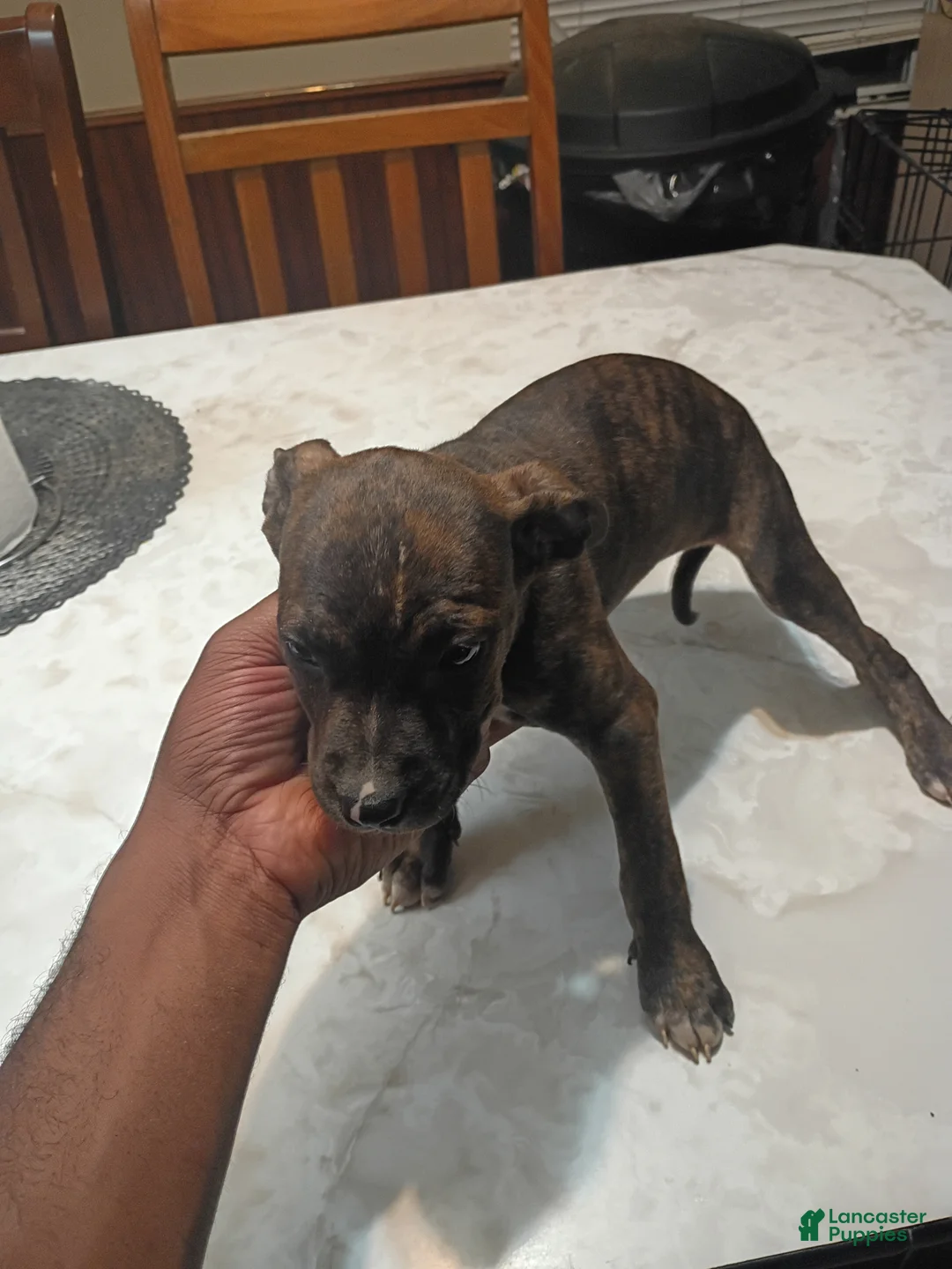 American Pit Bull Terrier dogs for sale: American Pit Bull Terrier 4 - Ad 2