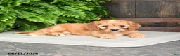 Cavapoo dogs for sale: Rose  - Ad 3