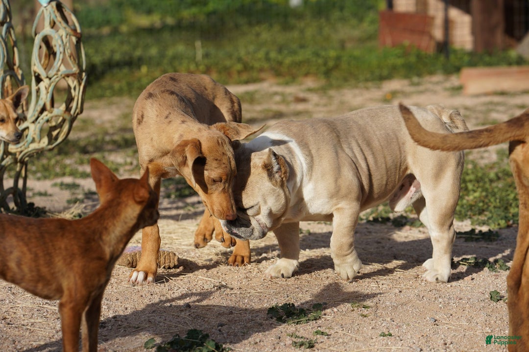 Mixed Breed dogs for sale: Lilac Fawn Merle F1 RT - Ad 21