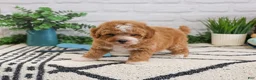 Cavapoo dogs for sale: Macchiato  - Ad 1