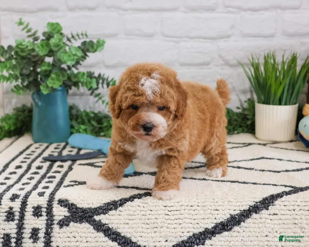 Cavapoo dogs for sale: Macchiato  - Ad 1