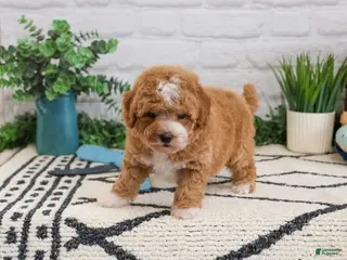 Cavapoo dogs Macchiato - Ad 31