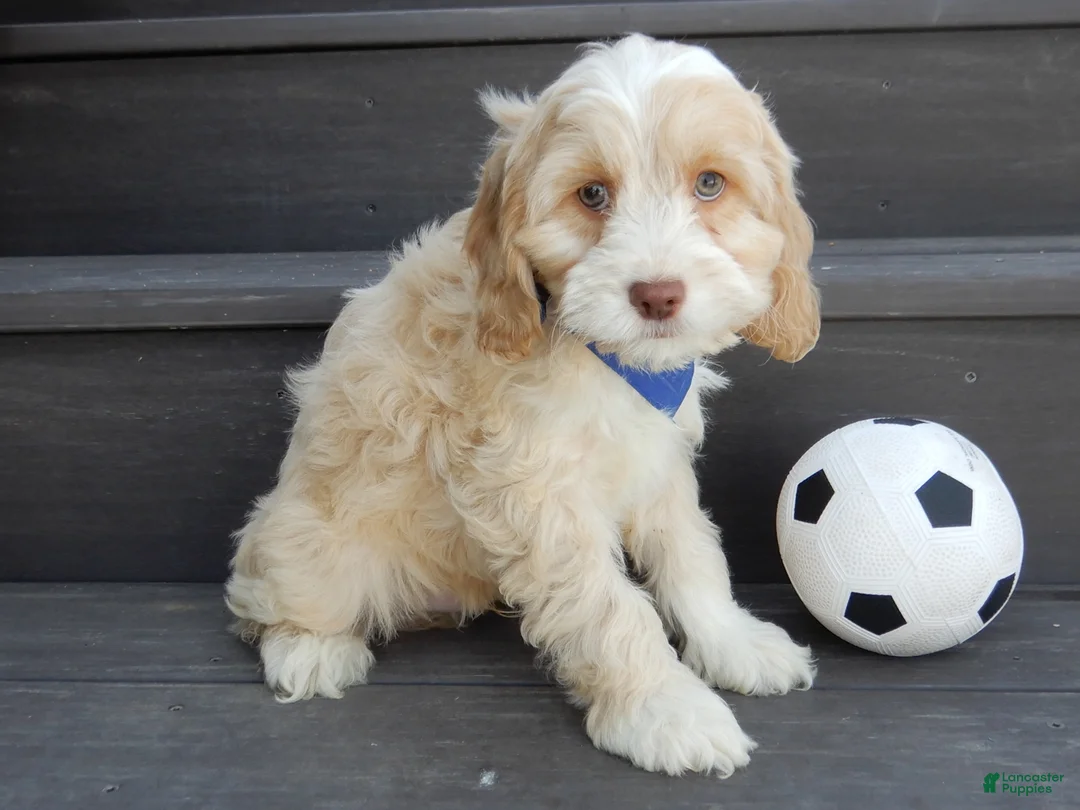 Cockapoo dogs for sale: Joey - Ad 4